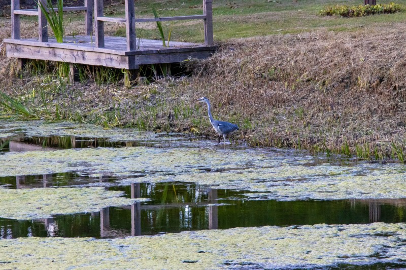 Frogmore House and Gardens. Herron by the low lake