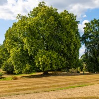 Frogmore House and Gardens