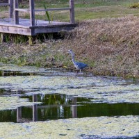 Frogmore House and Gardens. Herron by the low lake