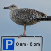 Southwold for Stevies birthday