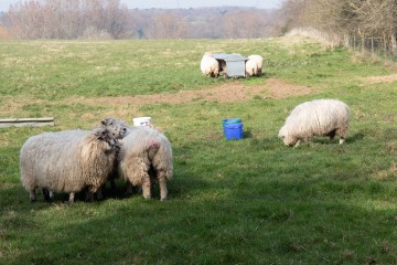 Walk to Stoke-by-Nayland