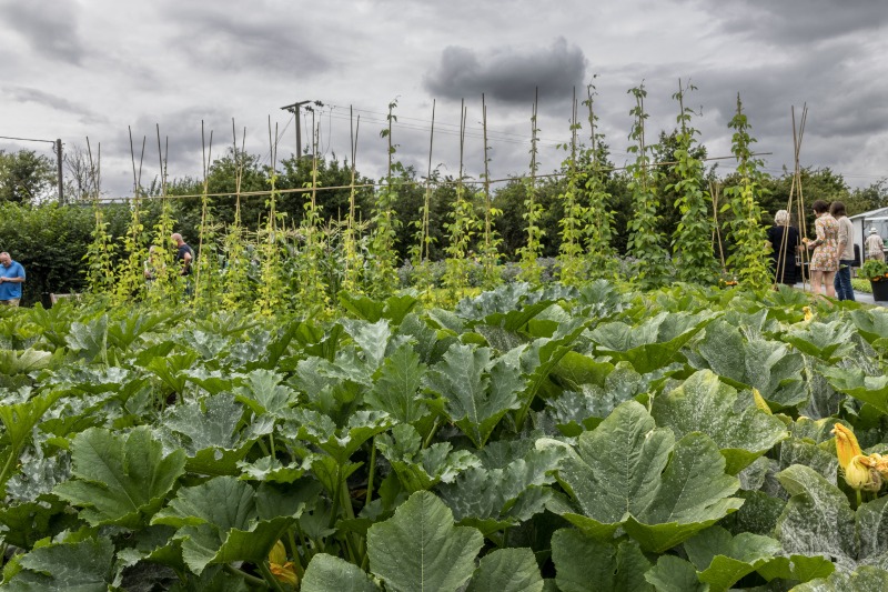 The Akeman Inn Vegetable Garden