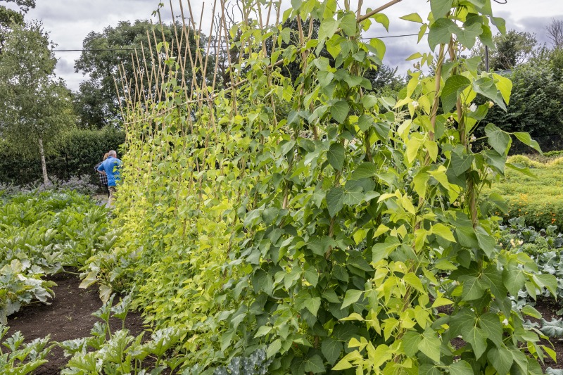 The Akeman Inn Vegetable Garden