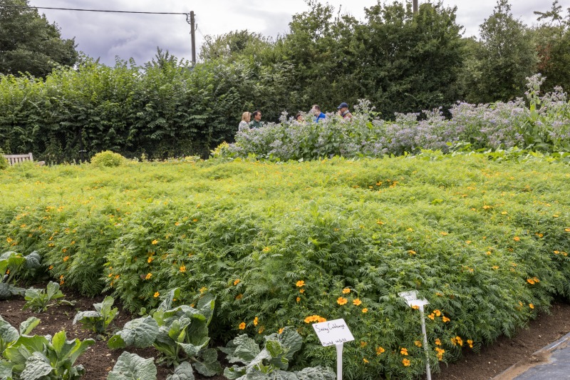 The Akeman Inn Vegetable Garden