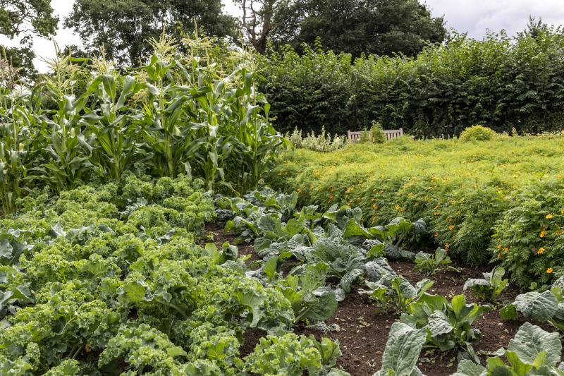 The Akeman Inn Vegetable Garden