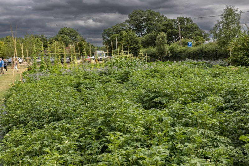 The Akeman Inn Vegetable Garden