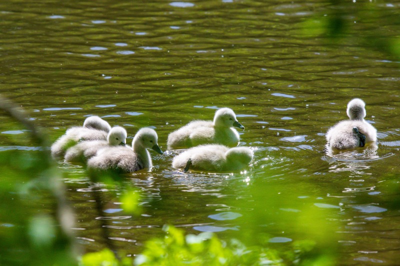 Rushmere Country Park