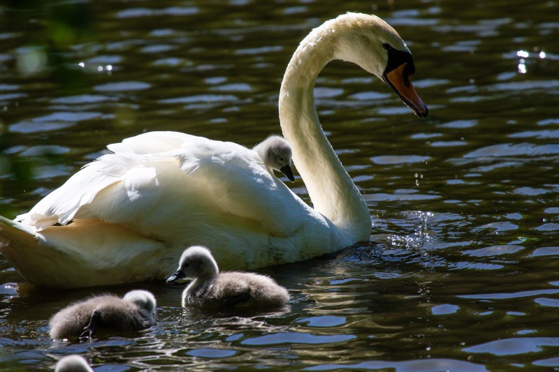 Rushmere Country Park