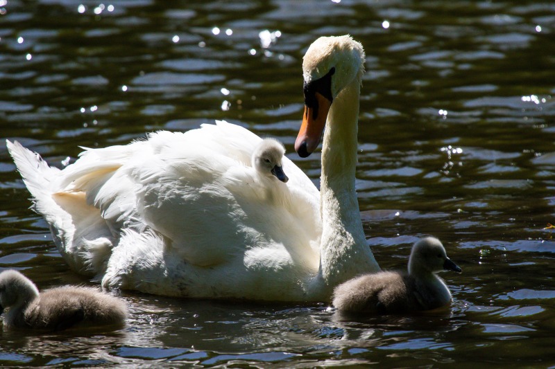 Rushmere Country Park