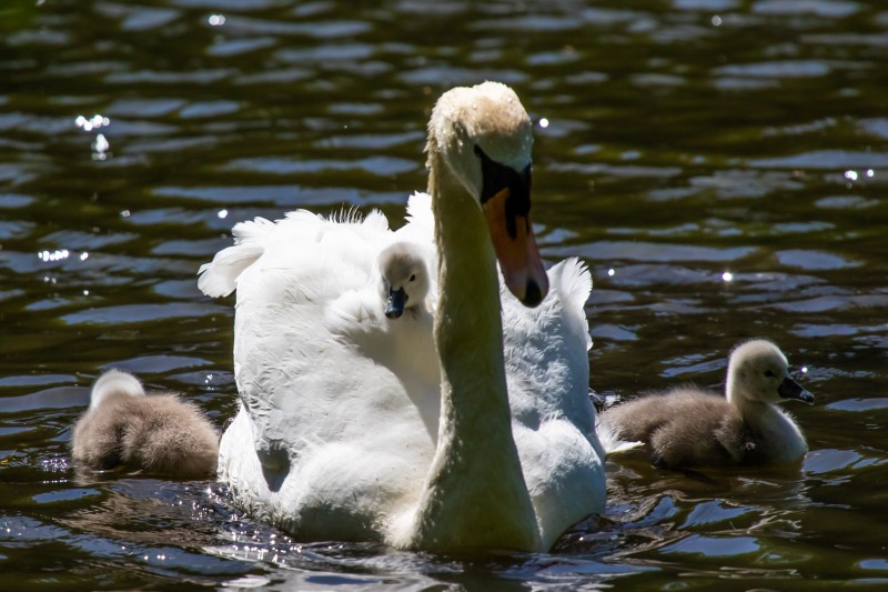 Rushmere Country Park