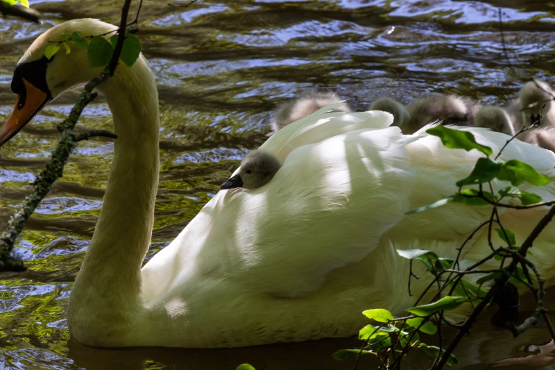 Rushmere Country Park