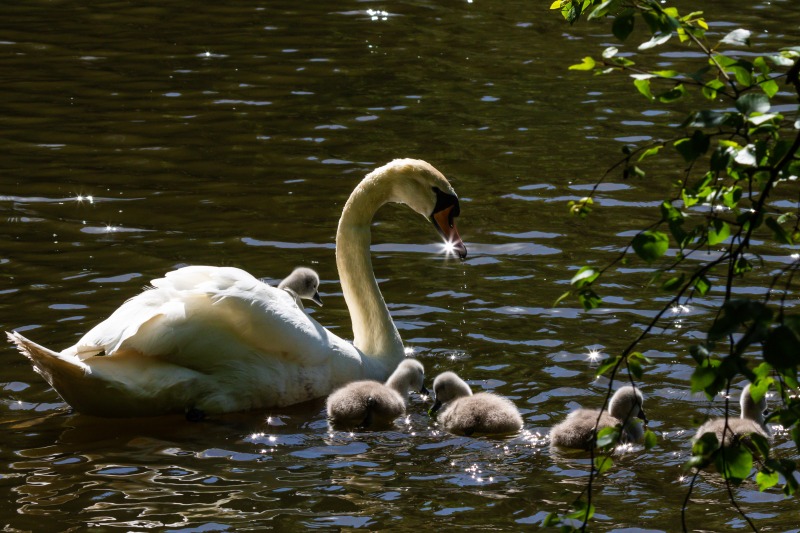 Rushmere Country Park