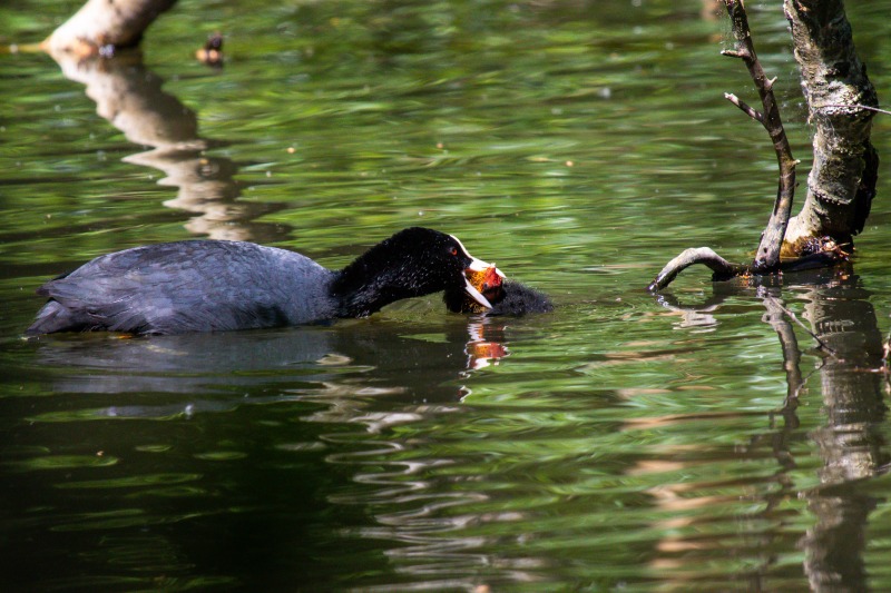 Rushmere Country Park