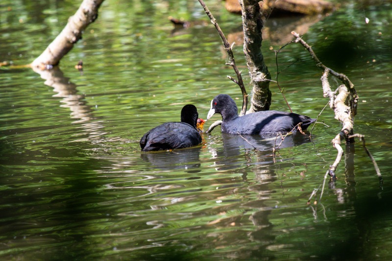 Rushmere Country Park