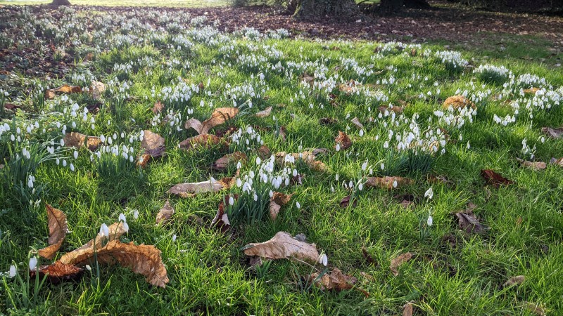 Waddesdon Manor Snowdrops