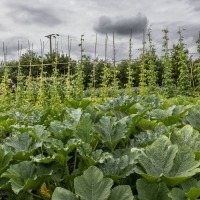 The Akeman Inn Vegetable Garden