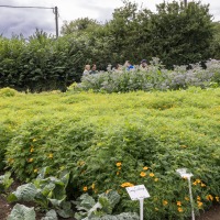 The Akeman Inn Vegetable Garden