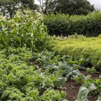 The Akeman Inn Vegetable Garden