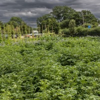 The Akeman Inn Vegetable Garden