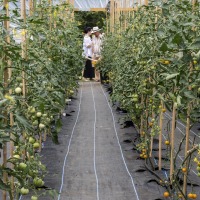 The Akeman Inn Vegetable Garden