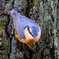 Rushmere Country Park