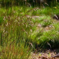 Rushmere Country Park