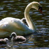 Rushmere Country Park