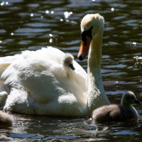 Rushmere Country Park