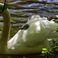 Rushmere Country Park