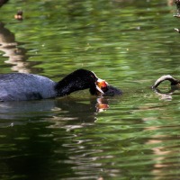 Rushmere Country Park