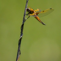 Rushmere Country Park