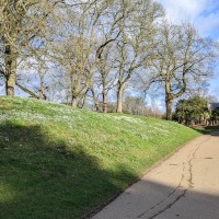 Waddesdon Manor Snowdrops