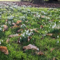 Waddesdon Manor Snowdrops