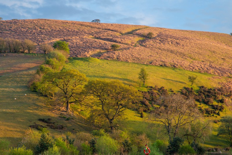 Fforest Fields Camping