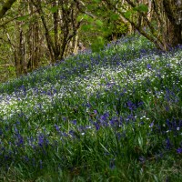 Fforest Fields Camping