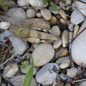 France - Camping Nature