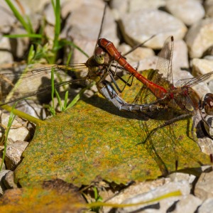 France - Camping Nature