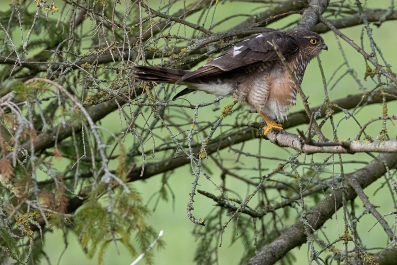 Sparrow Hawk