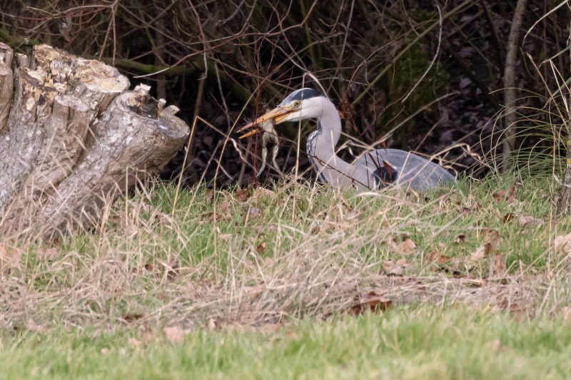 Grey Heron