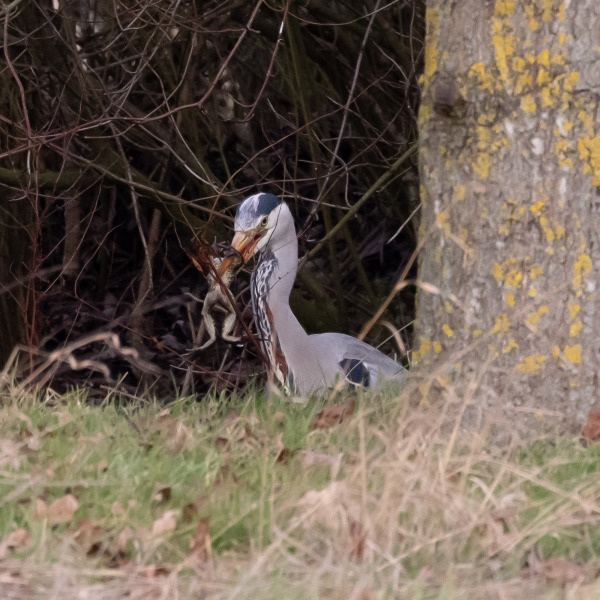 Grey Heron