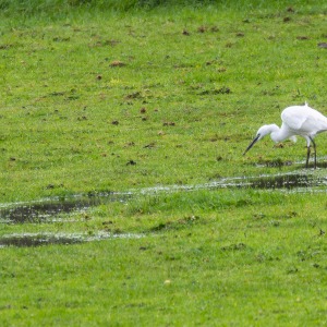 Egret in our field, feeding