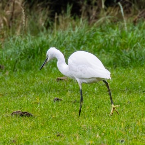 Egret in our field, feeding