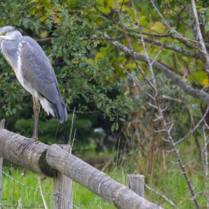 Grey Heron in our field