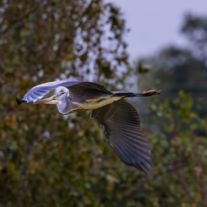 Grey Heron in our field