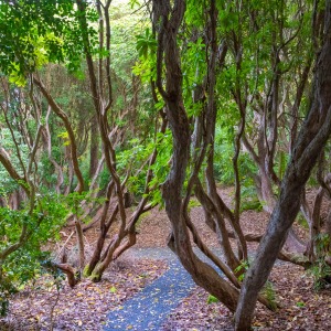 Portmeirion village and gardens