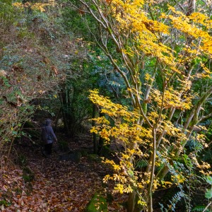 Portmeirion village and gardens