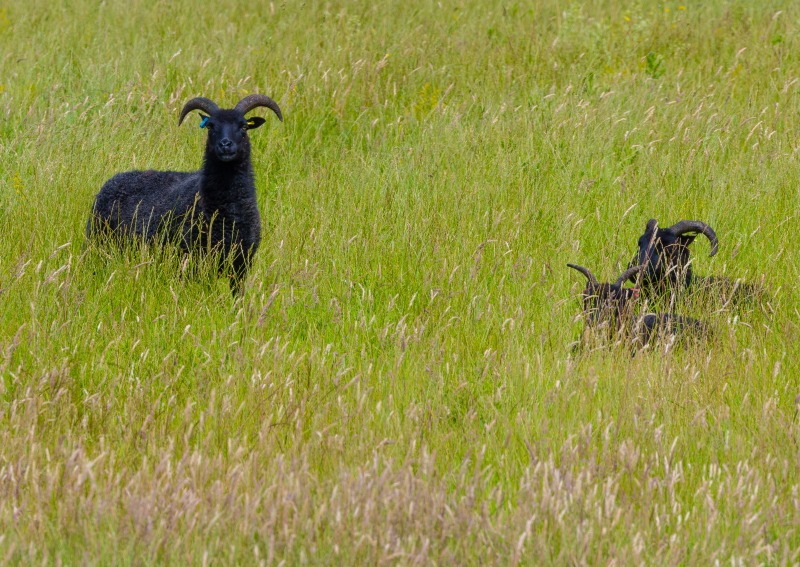 BBOWT - Wells Farm