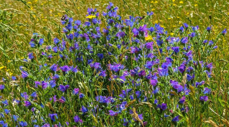 BBOWT - Wells Farm