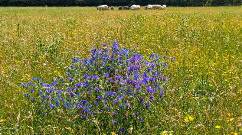 BBOWT - Wells Farm