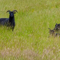 BBOWT - Wells Farm